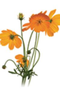 Keith (Mickey) Myles